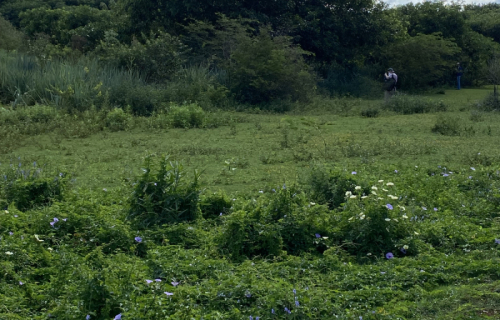 Aula-de-campo-campus-UFMS-observacao-de-visitantes-florais