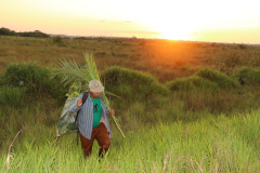 2015_Brasil-MS_PEVRI_Botanica-Campo_-92